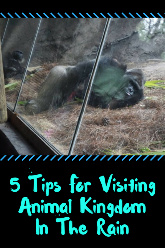 5 Tips For Visiting Animal Kingdom In The Rain
