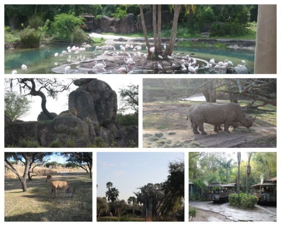 13 Secrets Of Kilimanjaro Safaris At Disney's Animal Kingdom